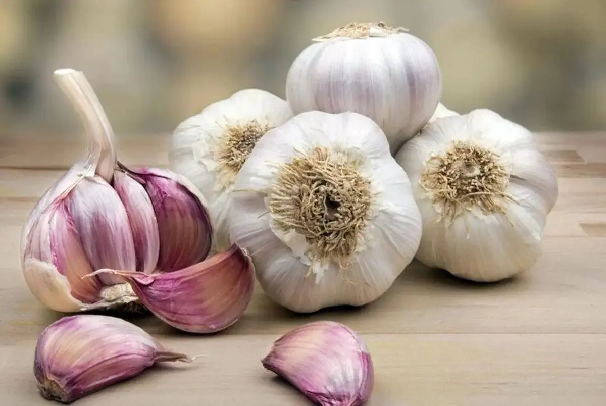 آیا سیر خواب آور است ؟ بررسی علمی و فواید سیر برای خواب